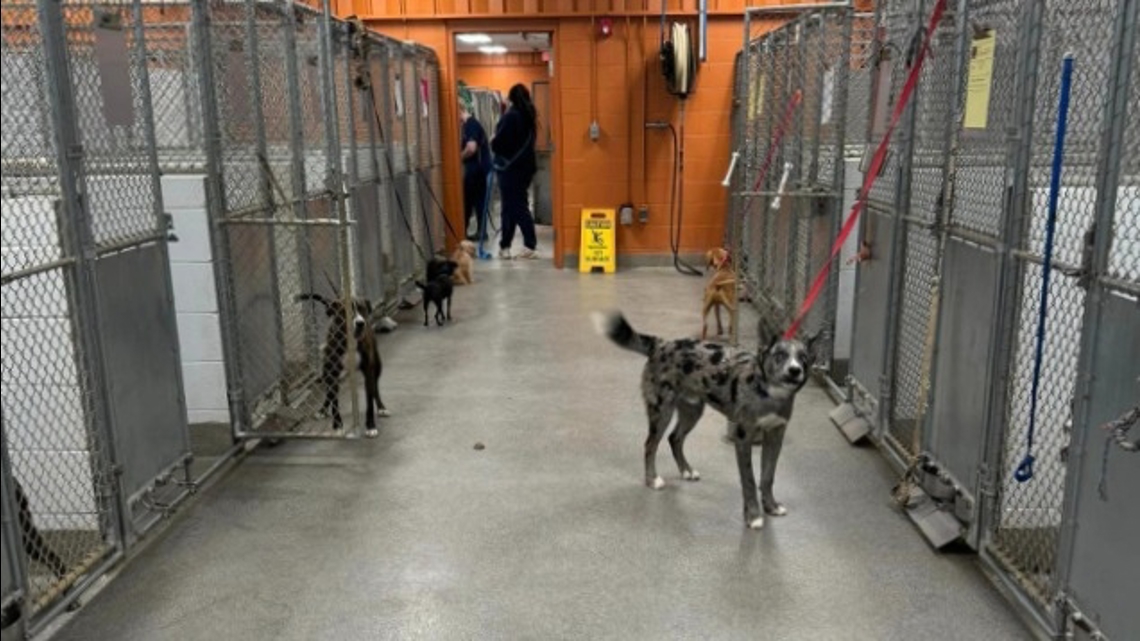 Huntsville Animal Services overcrowded, issued urgent plea [Video]