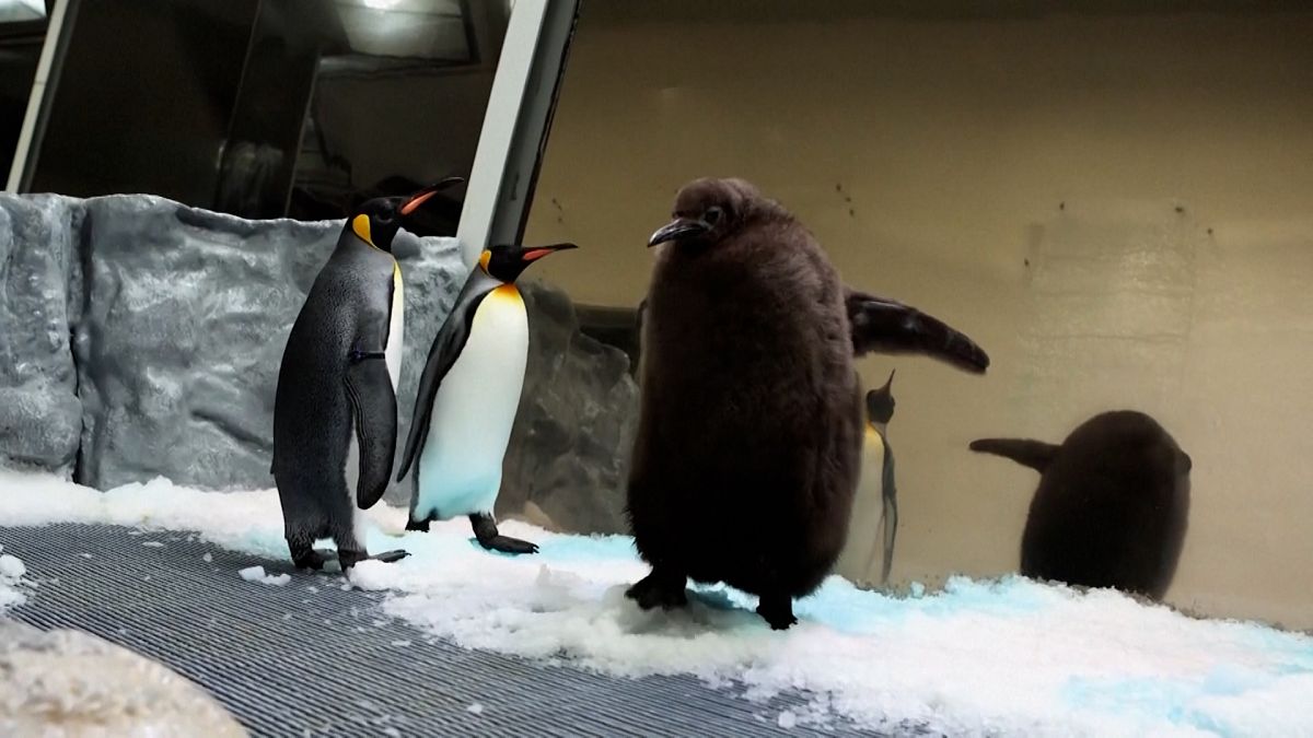 Video. WATCH: Pesto the giant penguin steals hearts at Melbourne Aquarium [Video]