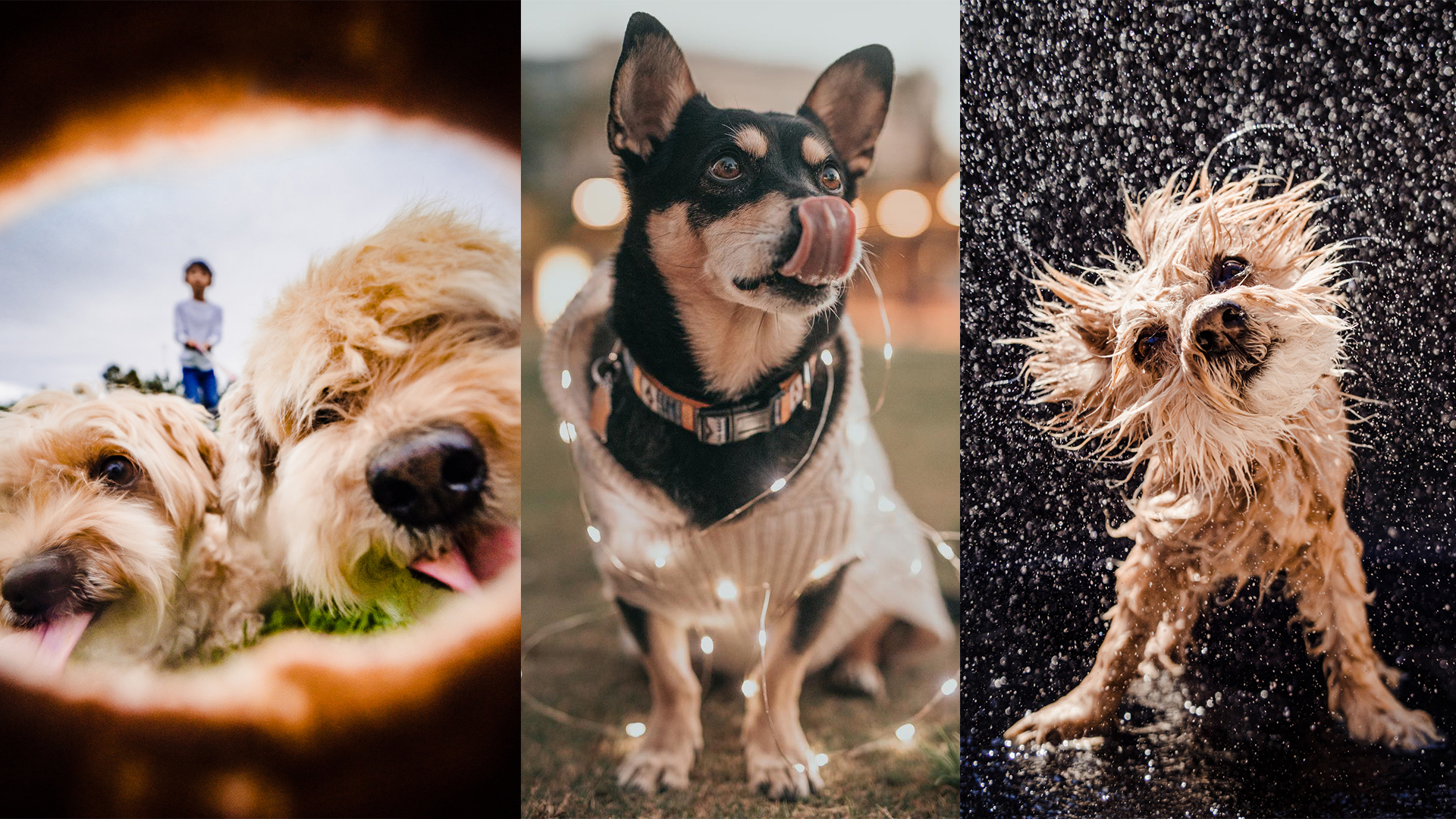 See These 6 Dog Photoshoot Ideas and Tips for Better Pictures [Video]