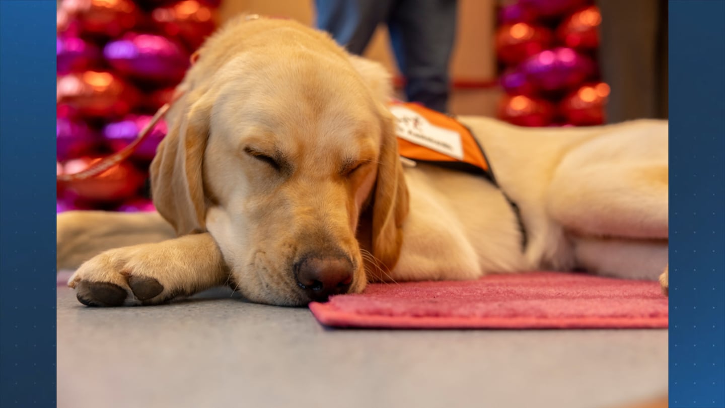 Facility dog introduced at local hospital to decrease patients feelings of anxiety and distress  Boston 25 News [Video]