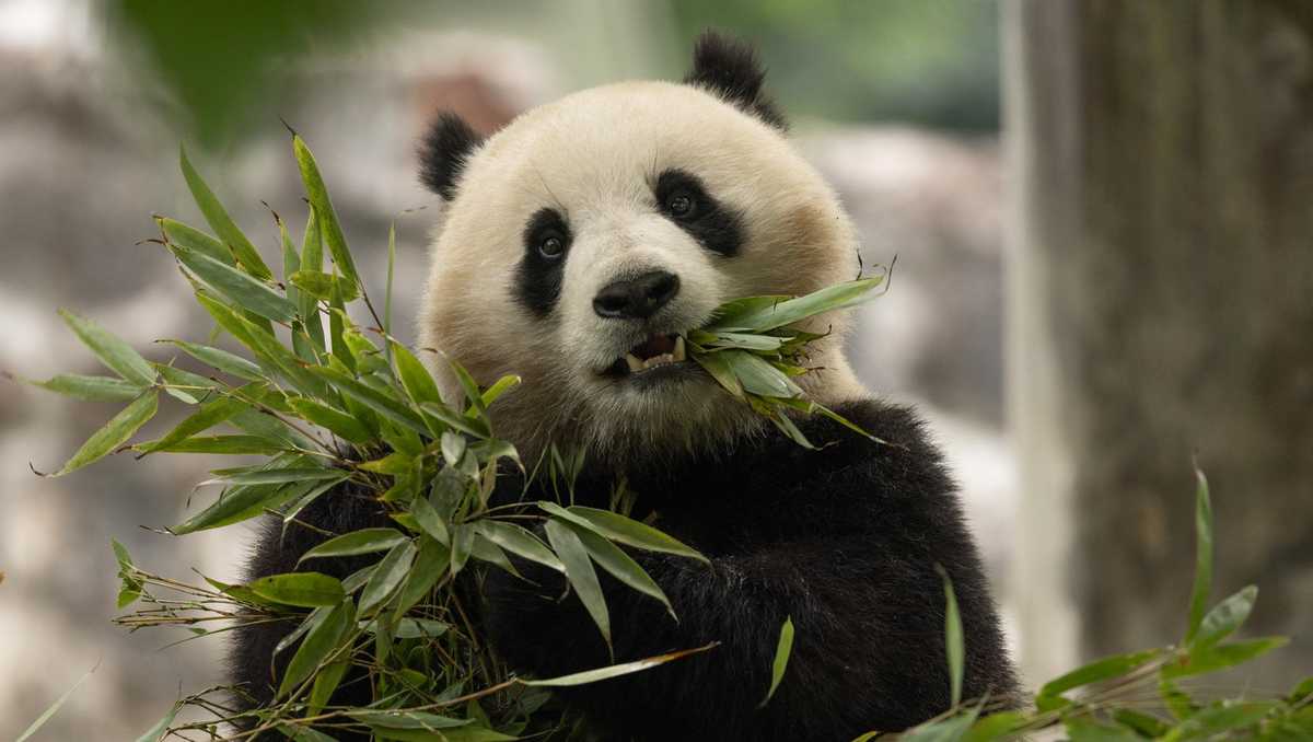 Chinas newest panda diplomats headed to America [Video]