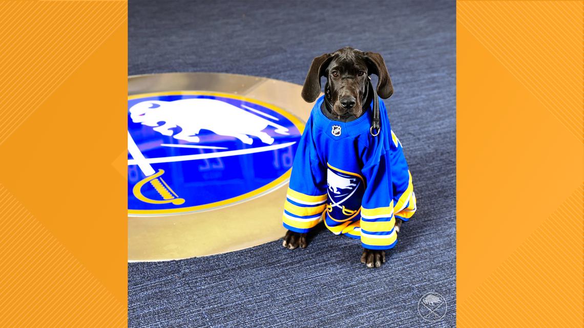 Buffalo Sabres introduce their newest team puppy [Video]