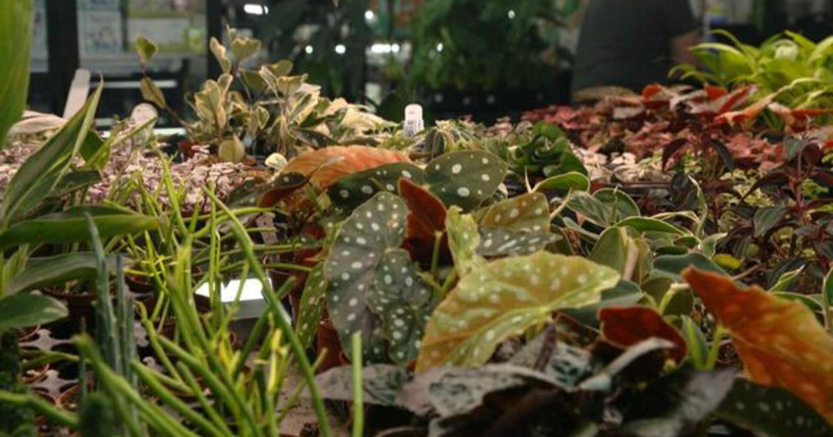 The indoor plant market is in full bloom. Heres whats driving that growth [Video]