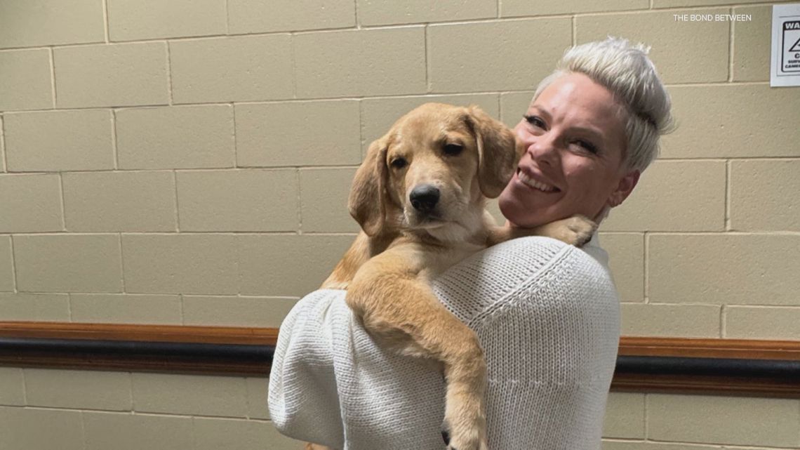 P!nk picks up rescue pup at Minnesota tour stop [Video]