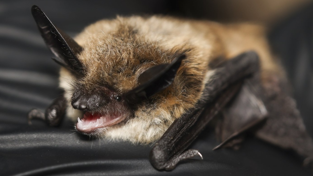 A unique bat beauty contest on social media for Halloween [Video]