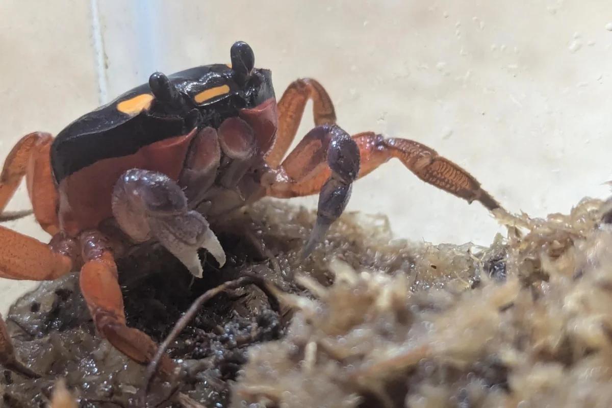 Look: ‘Halloween crab’ stows away on plane from Costa Rica to Denver [Video]