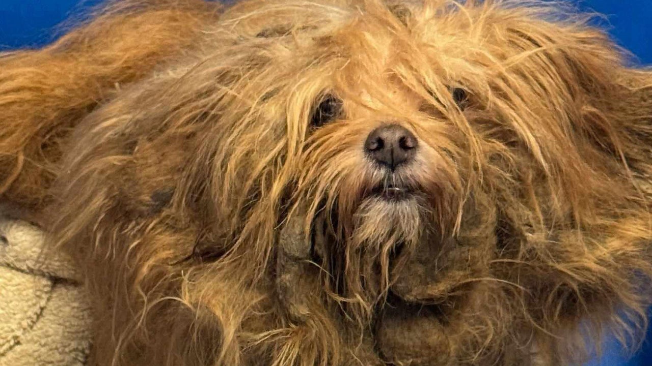 Horrifically matted dog get a new look and a new home [Video]