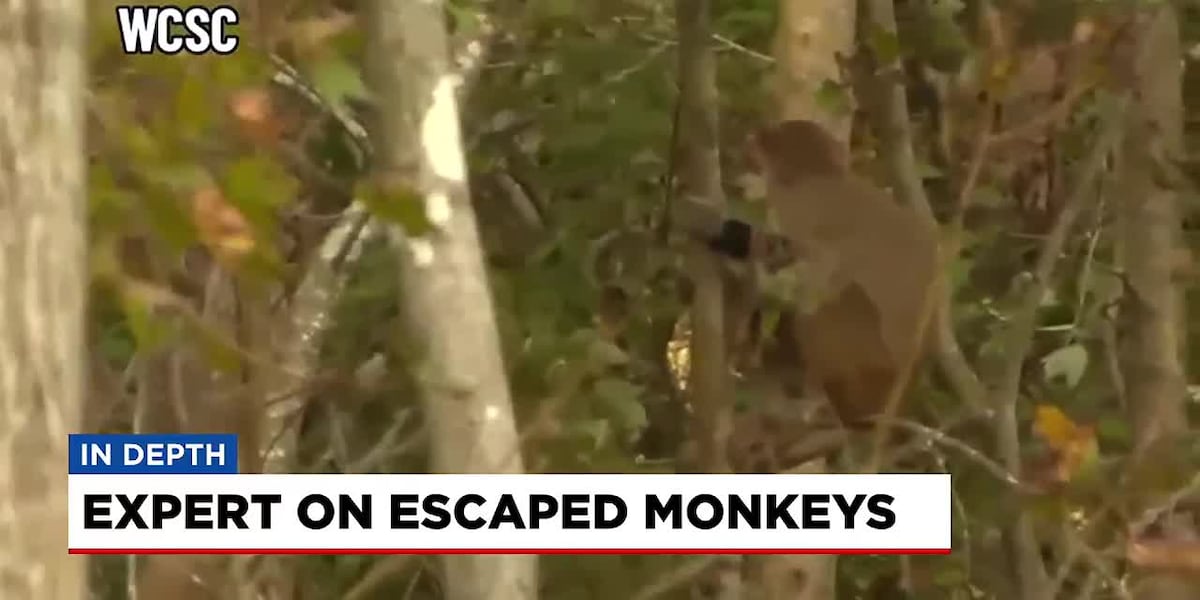 In Depth: Animal expert talks about escaped monkeys [Video]