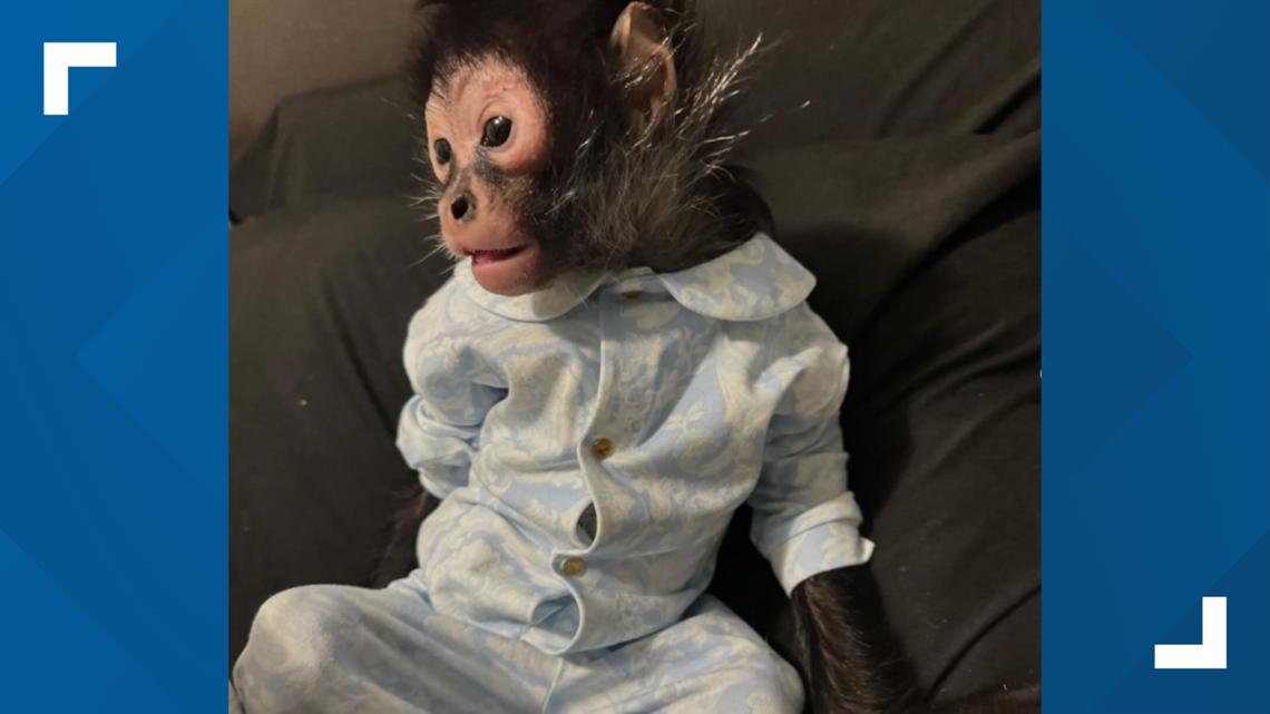 Monkey seized from North Texas influencer had medical issues [Video]