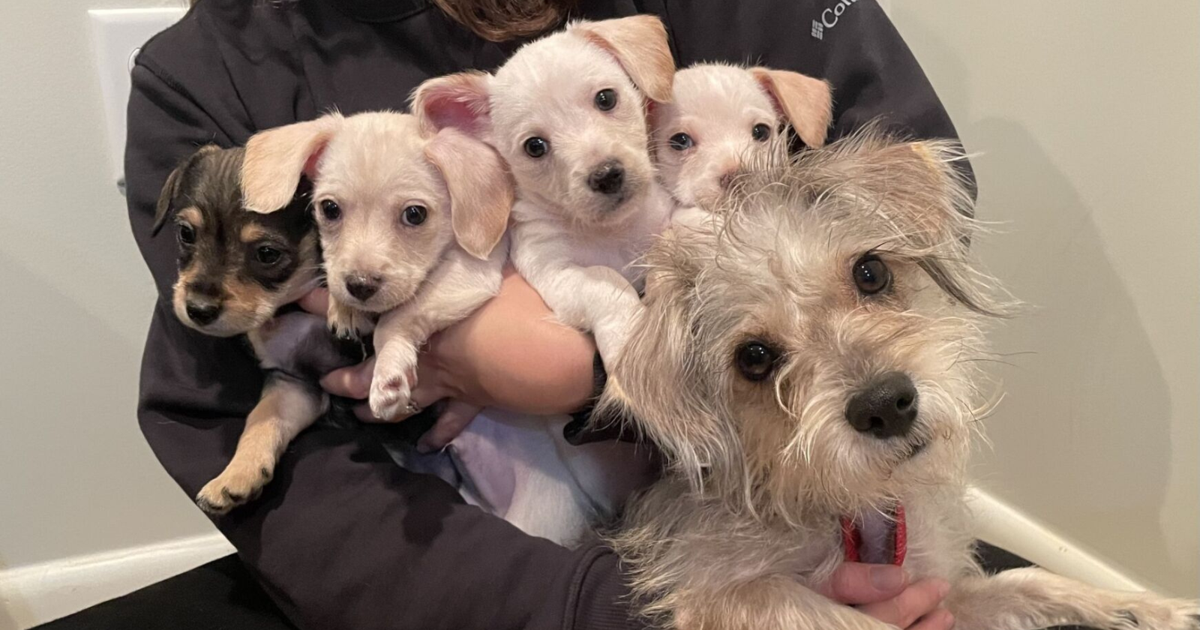 Omaha construction site puppies rescued, ready for adoption [Video]