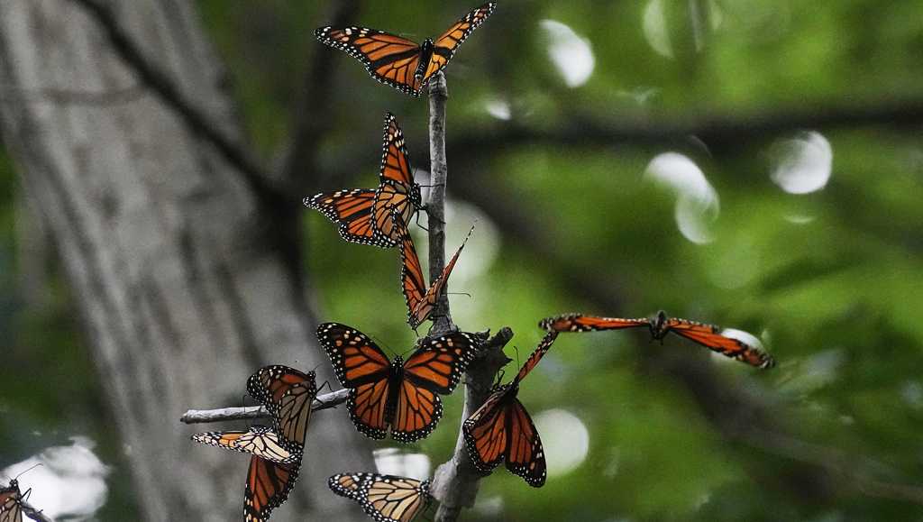 U.S. wildlife officials have decided to extend federal protections to monarch butterflies [Video]