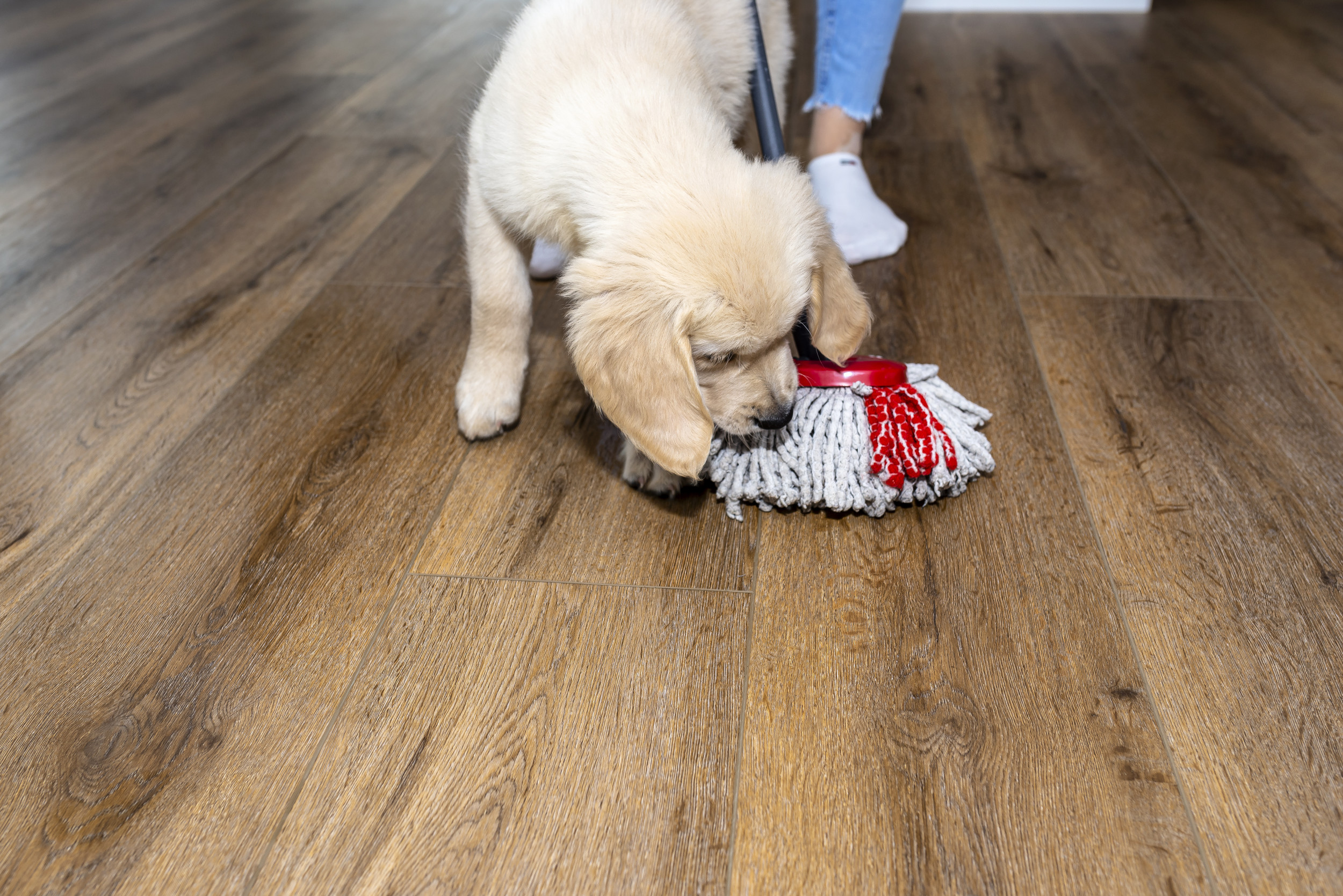 Woman Sets Up Camera to Film Disruptive Puppy, It Doesn’t Disappoint [Video]