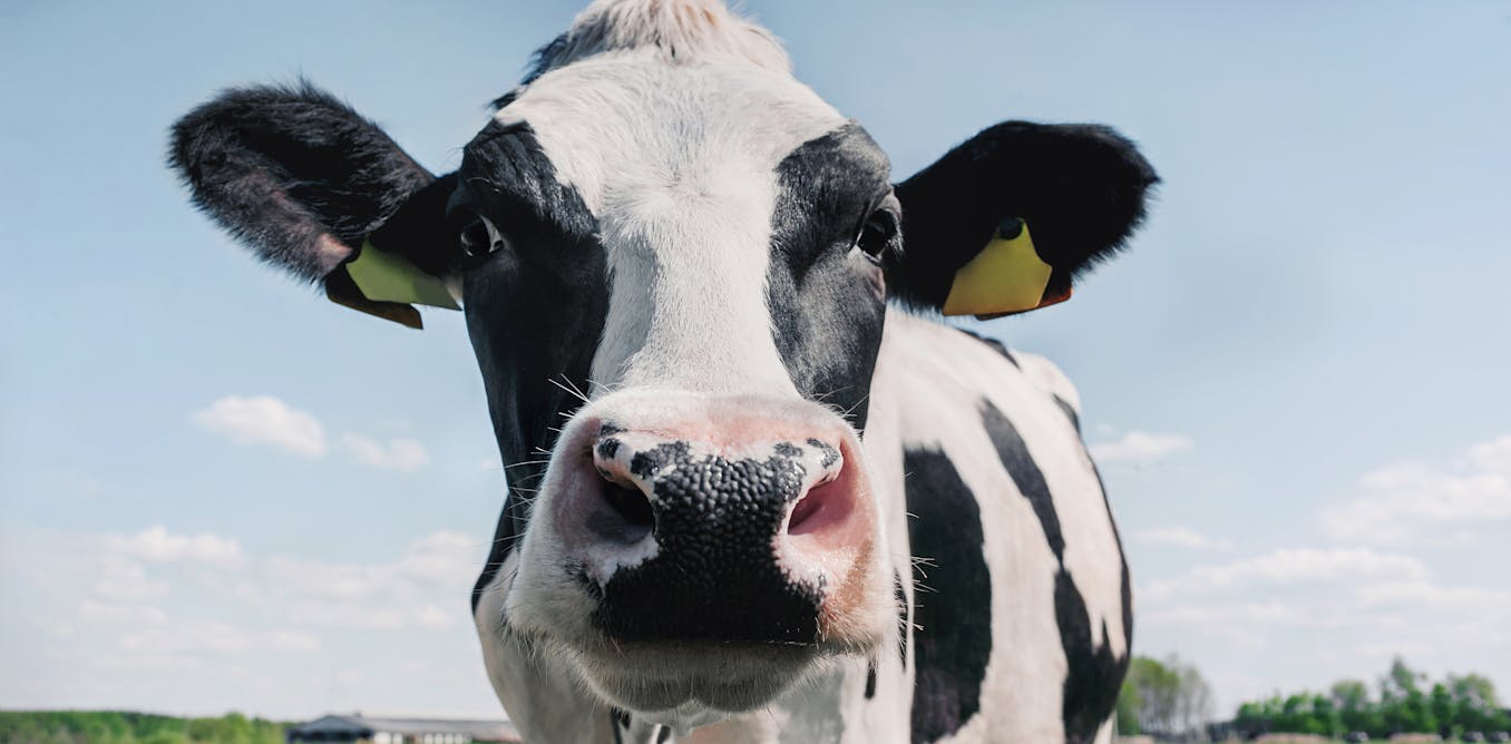 Why bovine colostrum supplements could be a health gamble [Video]