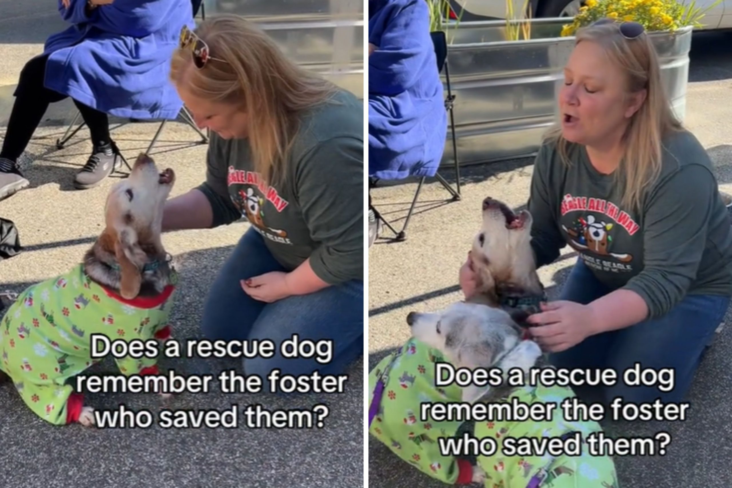 Moment Dog Reunites With Previous Foster Parent: ‘Big Feels’ [Video]