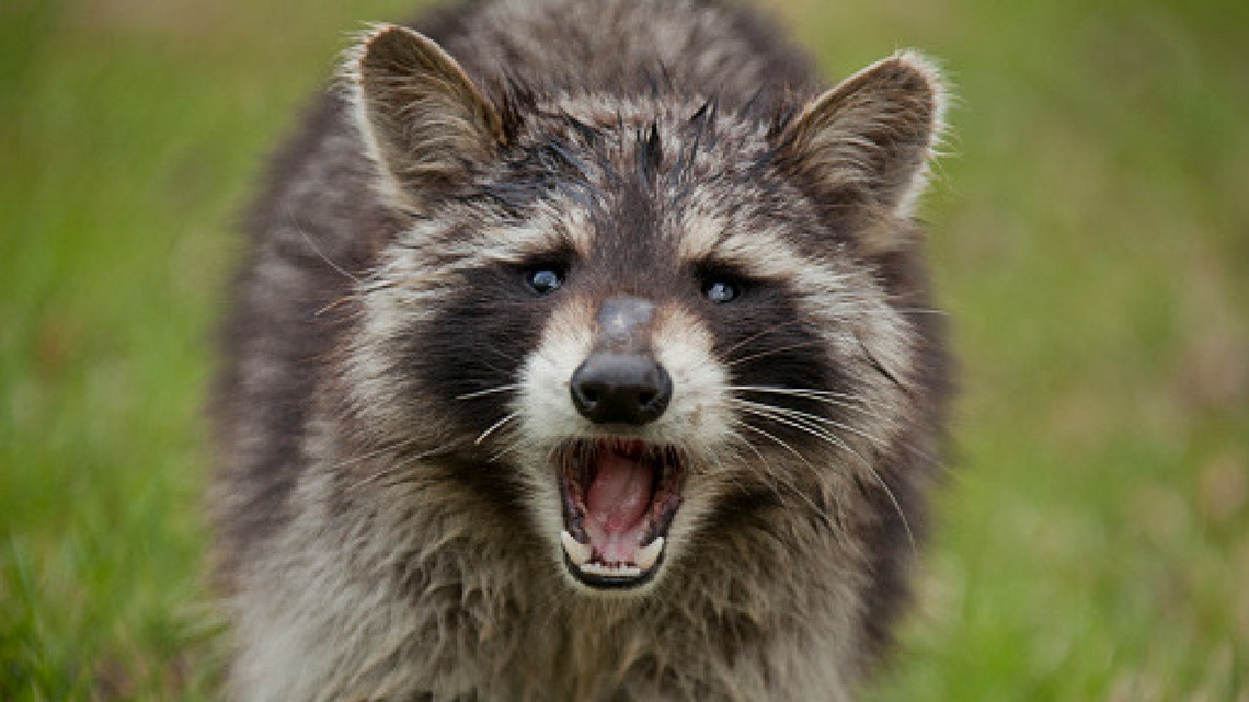 Raccoon in Cape Elizabeth tests positive for rabies: Maine CDC [Video]