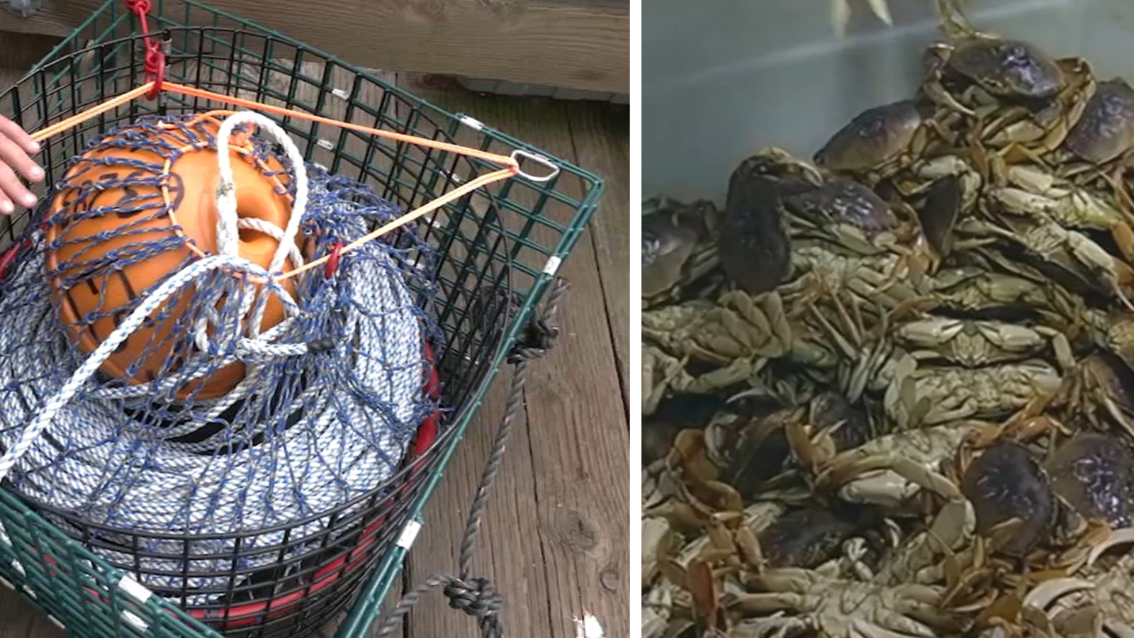 Bay Area Dungeness crabbing season: California expands test of pop-up crab traps; what this means for crabbers [Video]