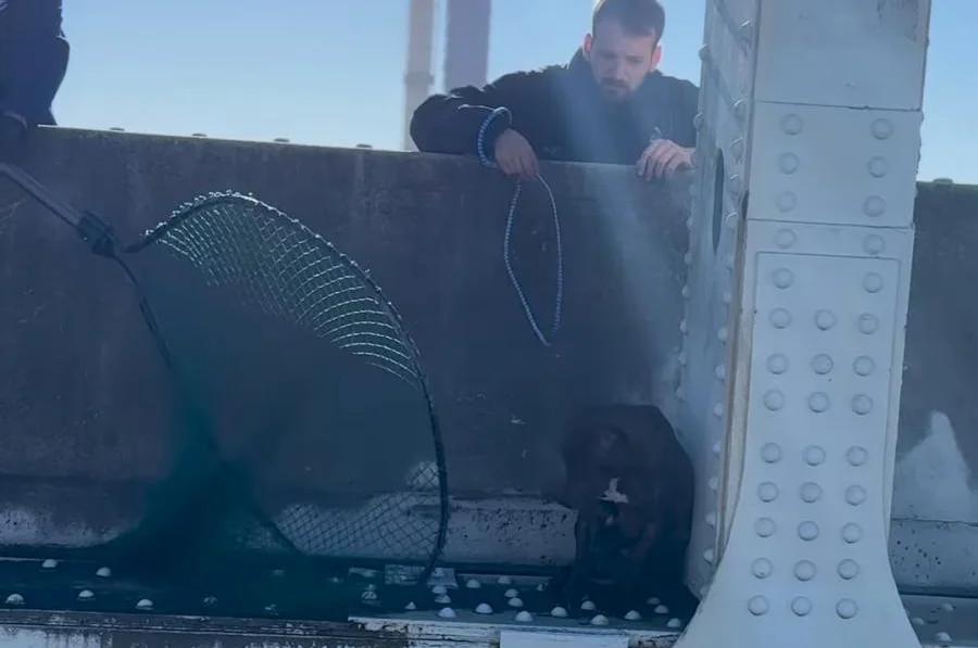 Watch: Dog rescued from ledge of highway bridge in Florida [Video]