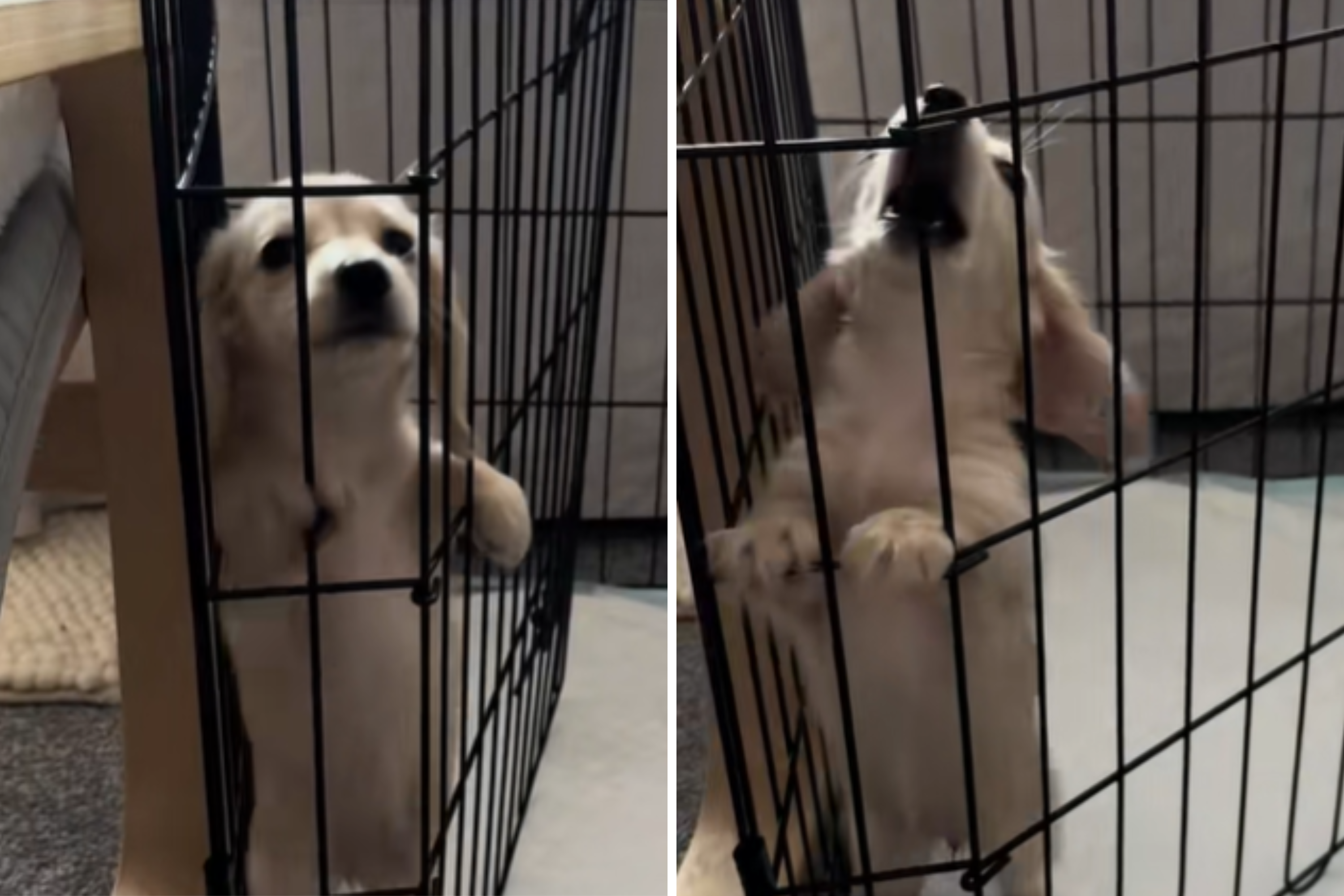 Tears at Tiny Puppy’s Response to Thinking She’s Trapped in Crate [Video]