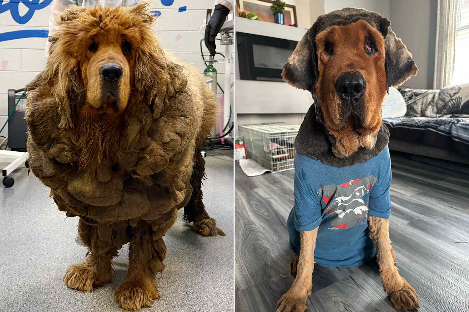 Big Dog Has Incredible Recovery After Makeover [Video]